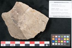 Foto (Objekt + Etikett) von Cinnamomum polymorphum Braun (NHMW-GEO-2024-0188-7934)